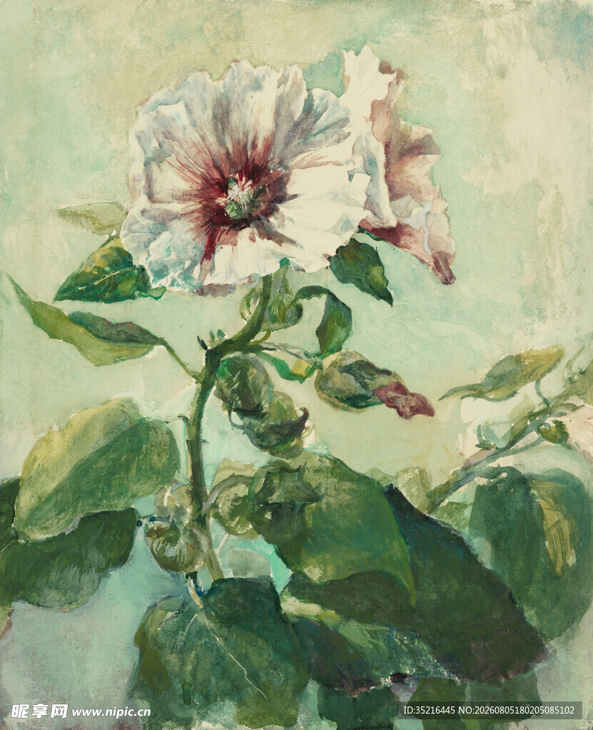 水彩绘木槿花