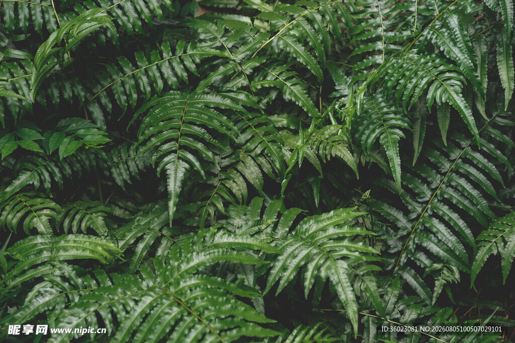 翠绿蕨类植物叶片纹理