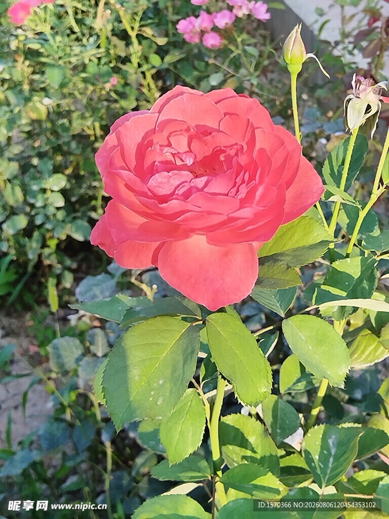 娇艳红玫瑰绽放于花丛