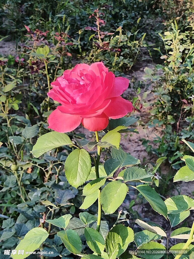 娇艳红玫瑰绽放于花丛