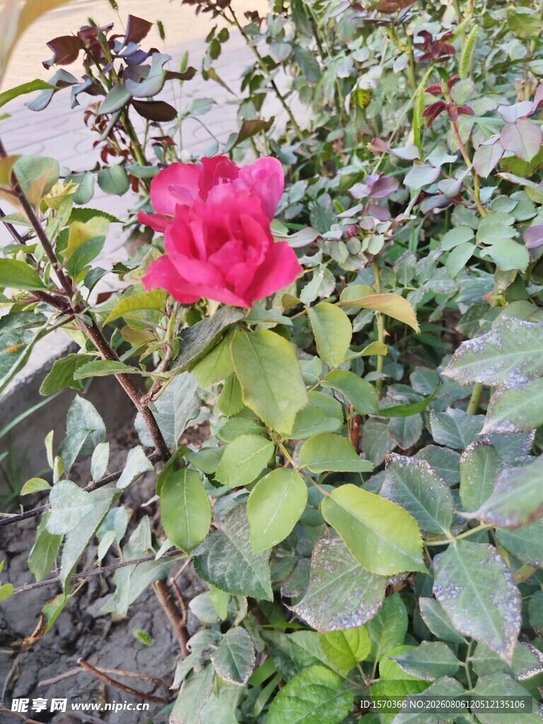 娇艳红玫瑰绽放绿叶间