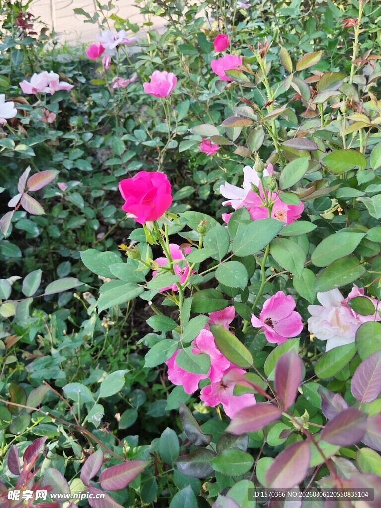 娇艳花丛中的多彩花卉