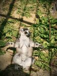 狐猴站立于绿植间