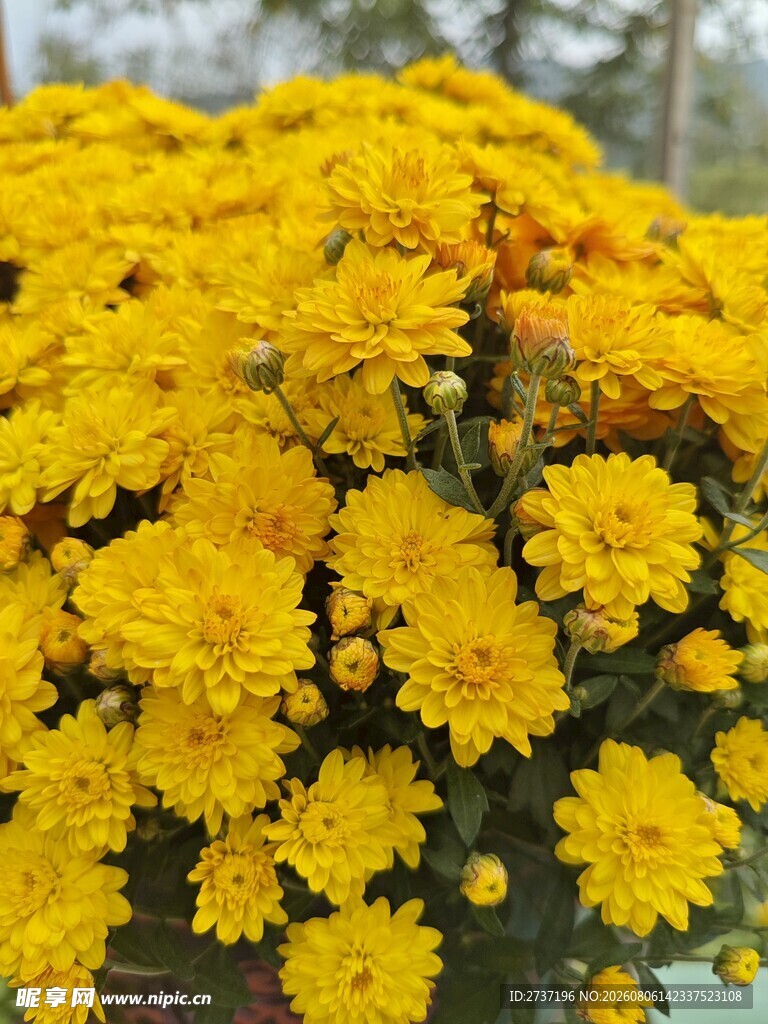 菊花