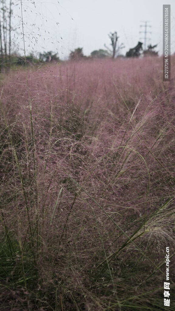 粉黛