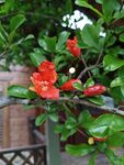 石榴花