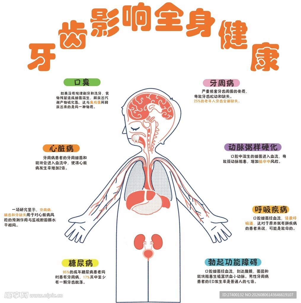 牙齿影响全身健康示意图