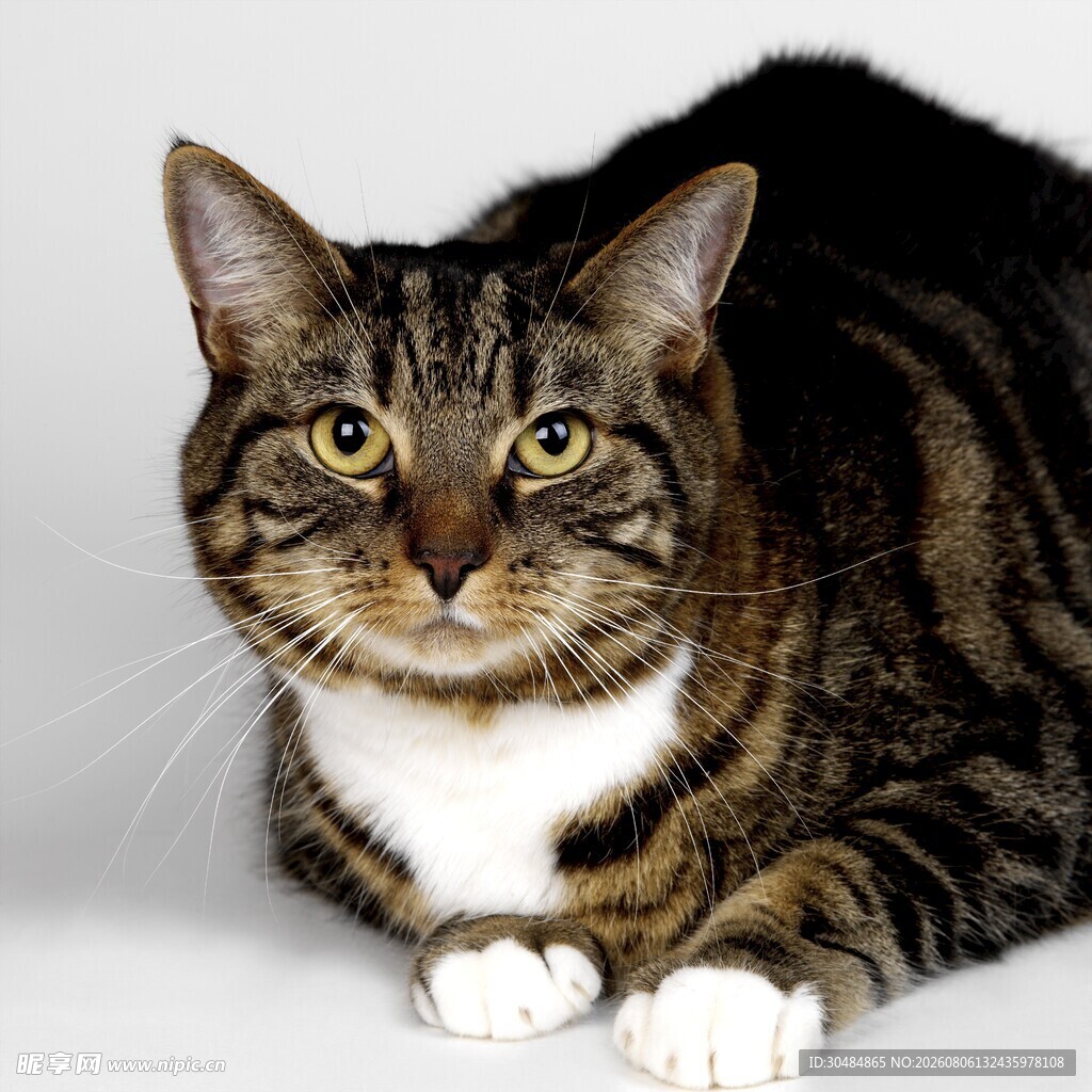 斑纹猫咪