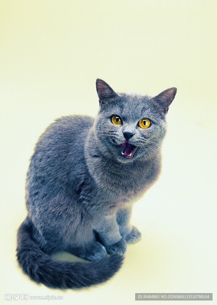 张嘴的灰猫