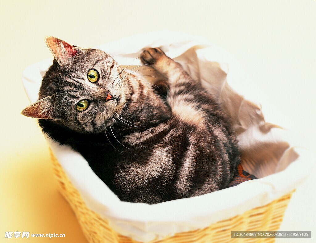 篮子里惬意躺卧的猫咪