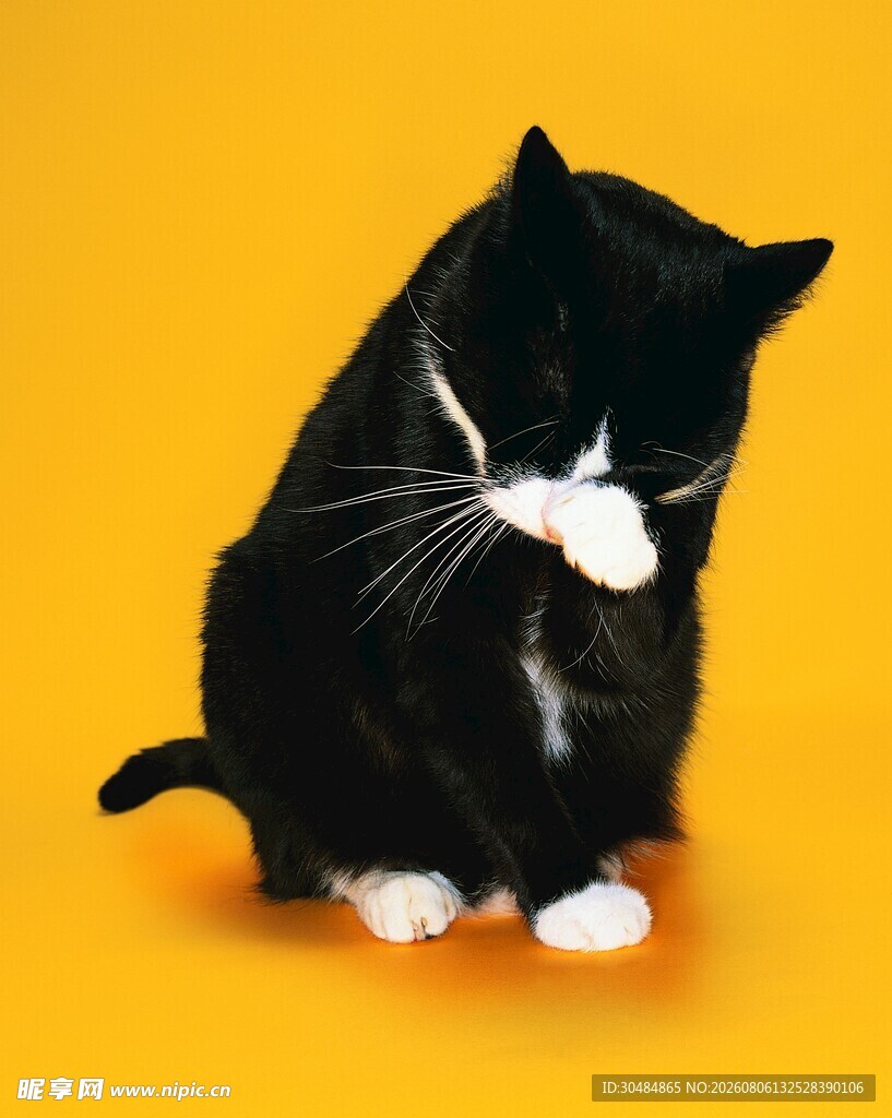 黑白萌猫舔爪瞬间