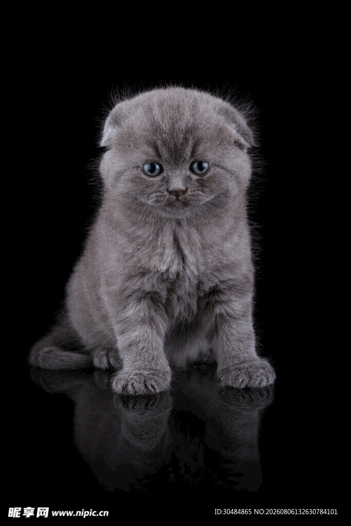 可爱灰毛折耳小猫