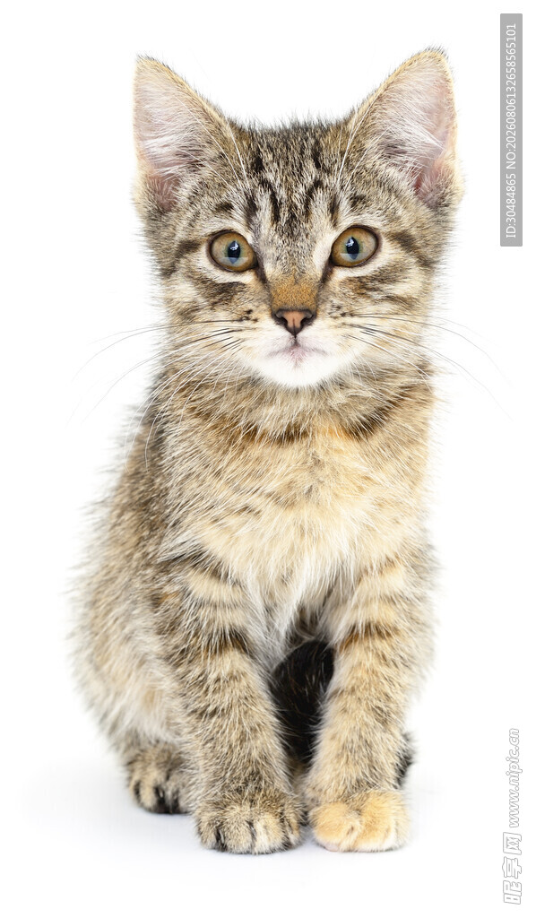 可爱小猫咪端坐
