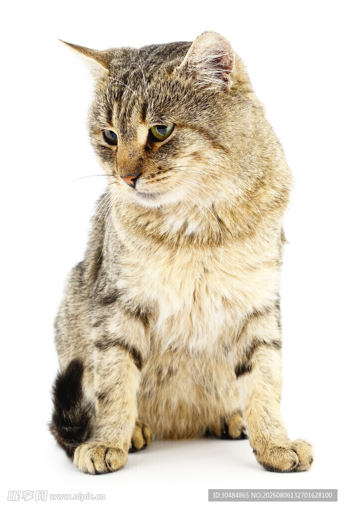 可爱猫咪侧坐