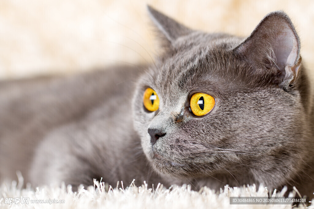 灰猫凝视