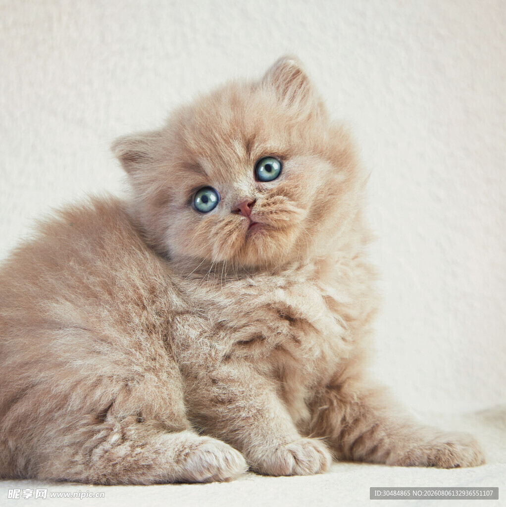 可爱小猫咪侧卧萌态