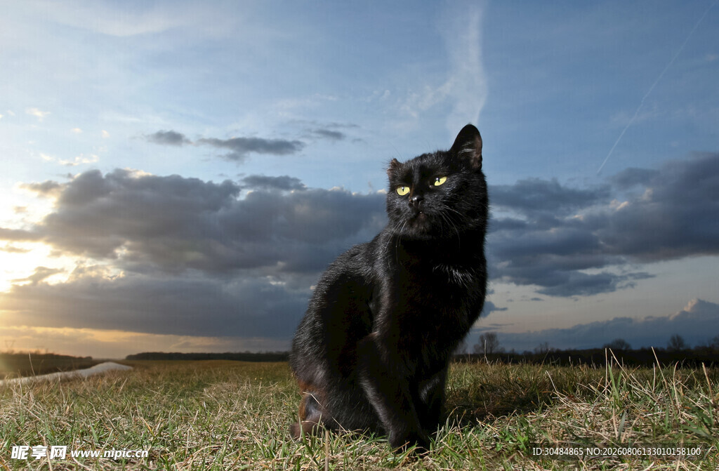 夕阳下的黑猫