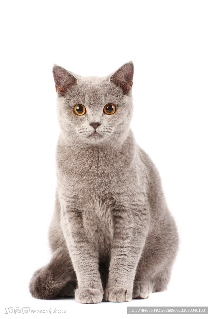 灰色猫咪端坐