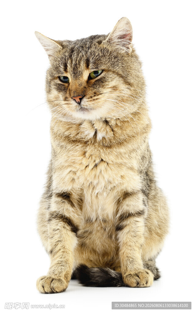 可爱斑纹猫咪端坐