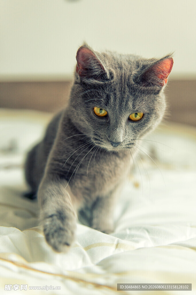 灰色猫咪伸出爪子