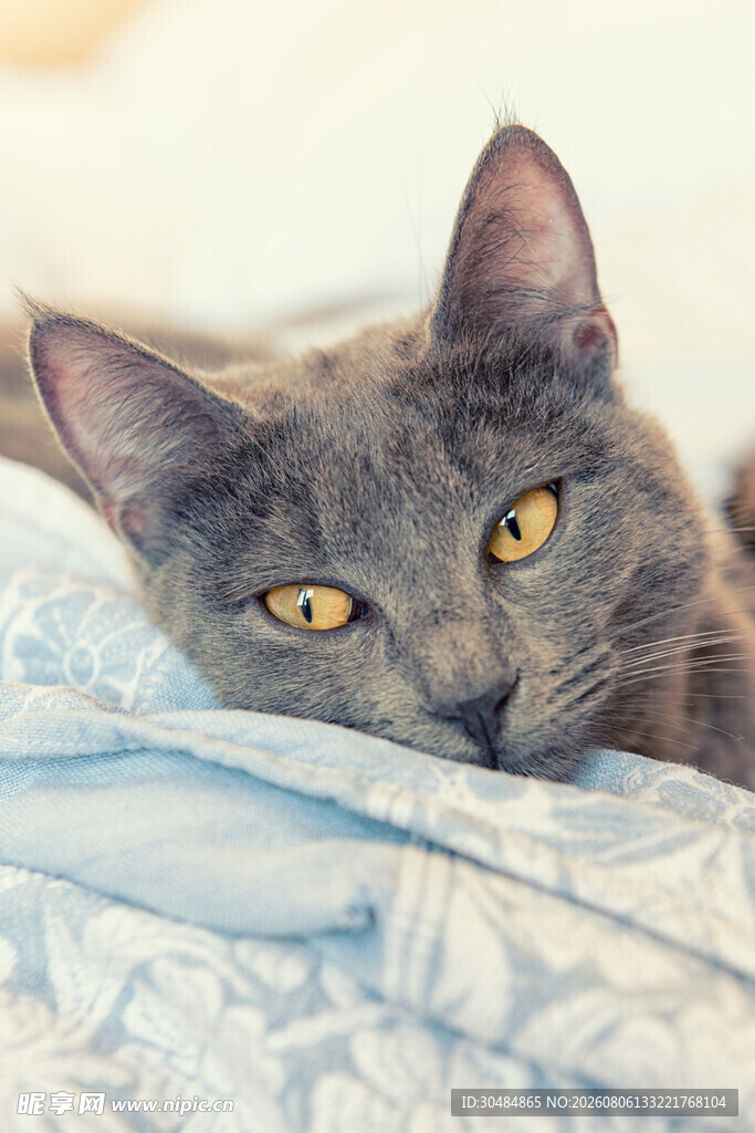 灰猫