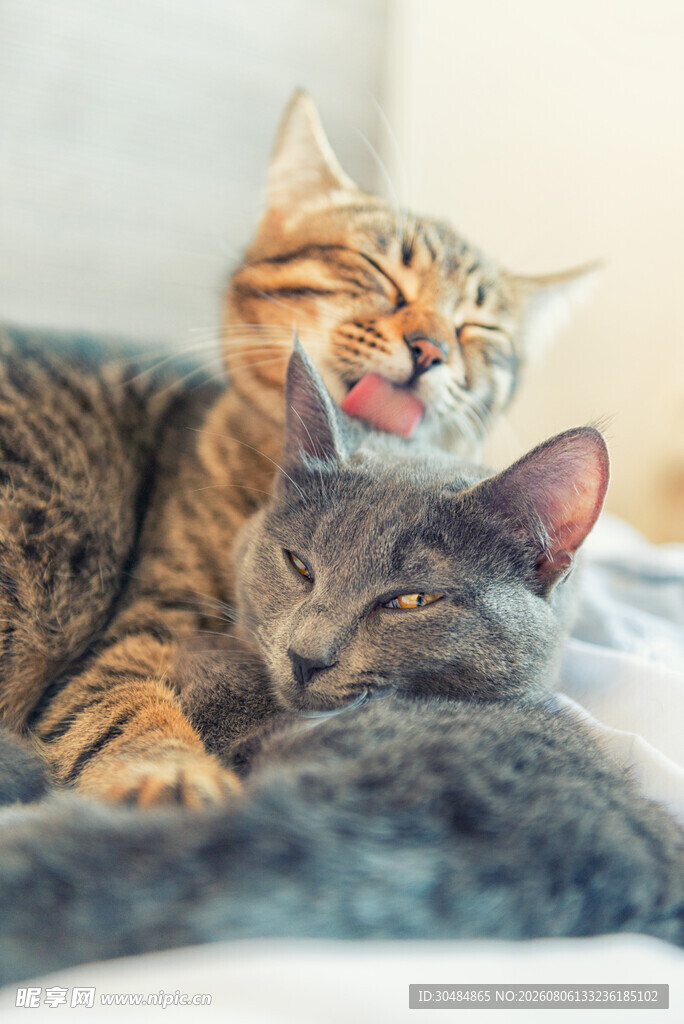 亲昵猫咪