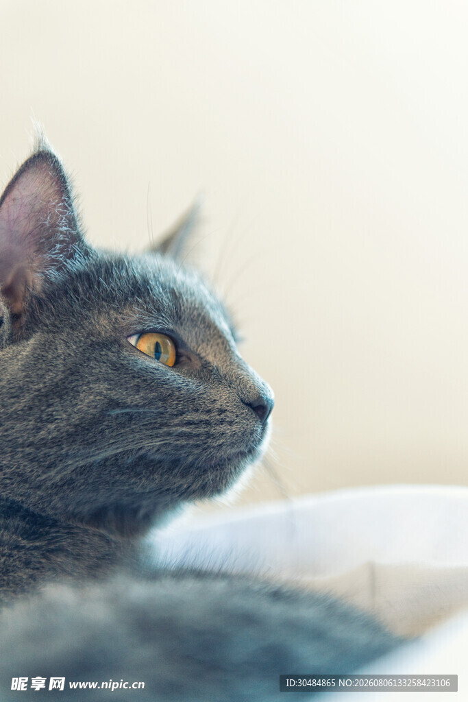 灰猫侧卧凝视
