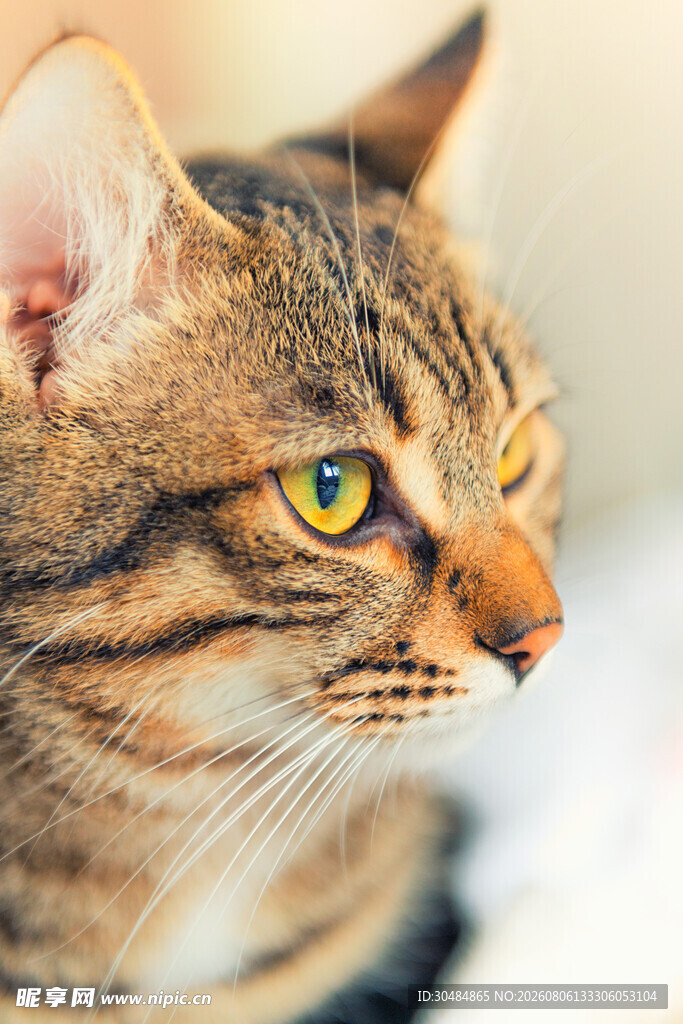 可爱虎斑猫的侧颜特写