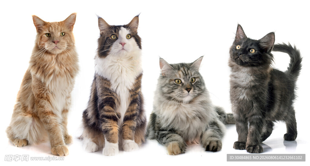可爱猫咪齐聚