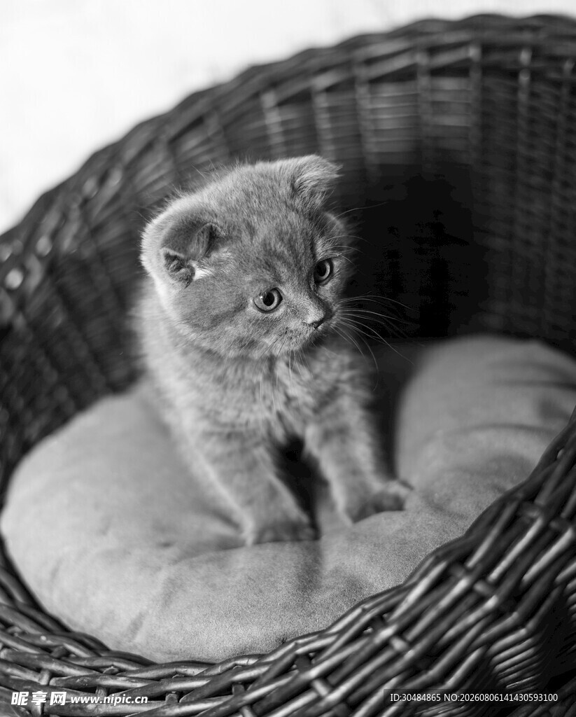 篮子里的可爱小猫咪