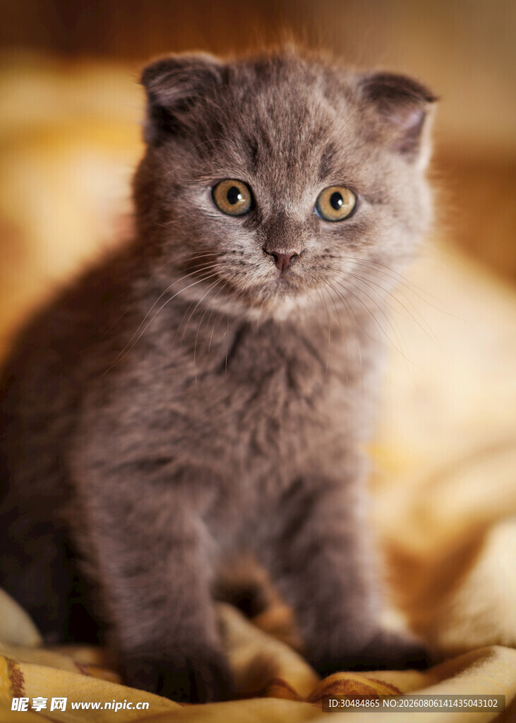 可爱灰猫坐于柔软布面
