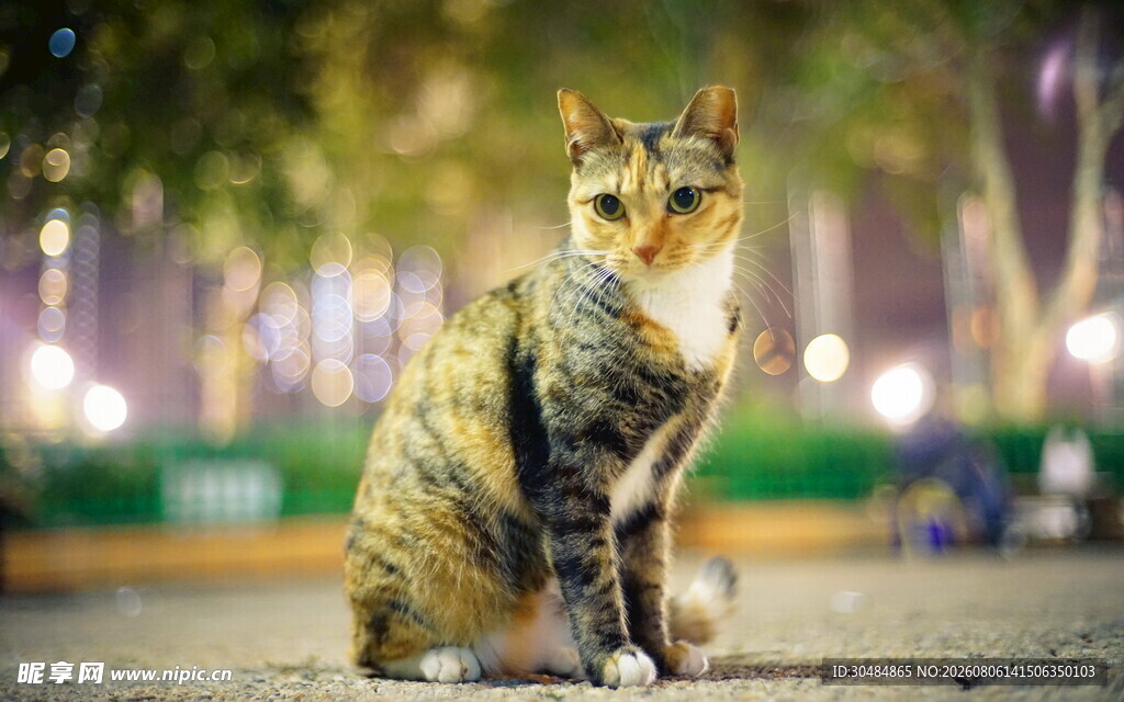夜晚街边的独坐猫咪