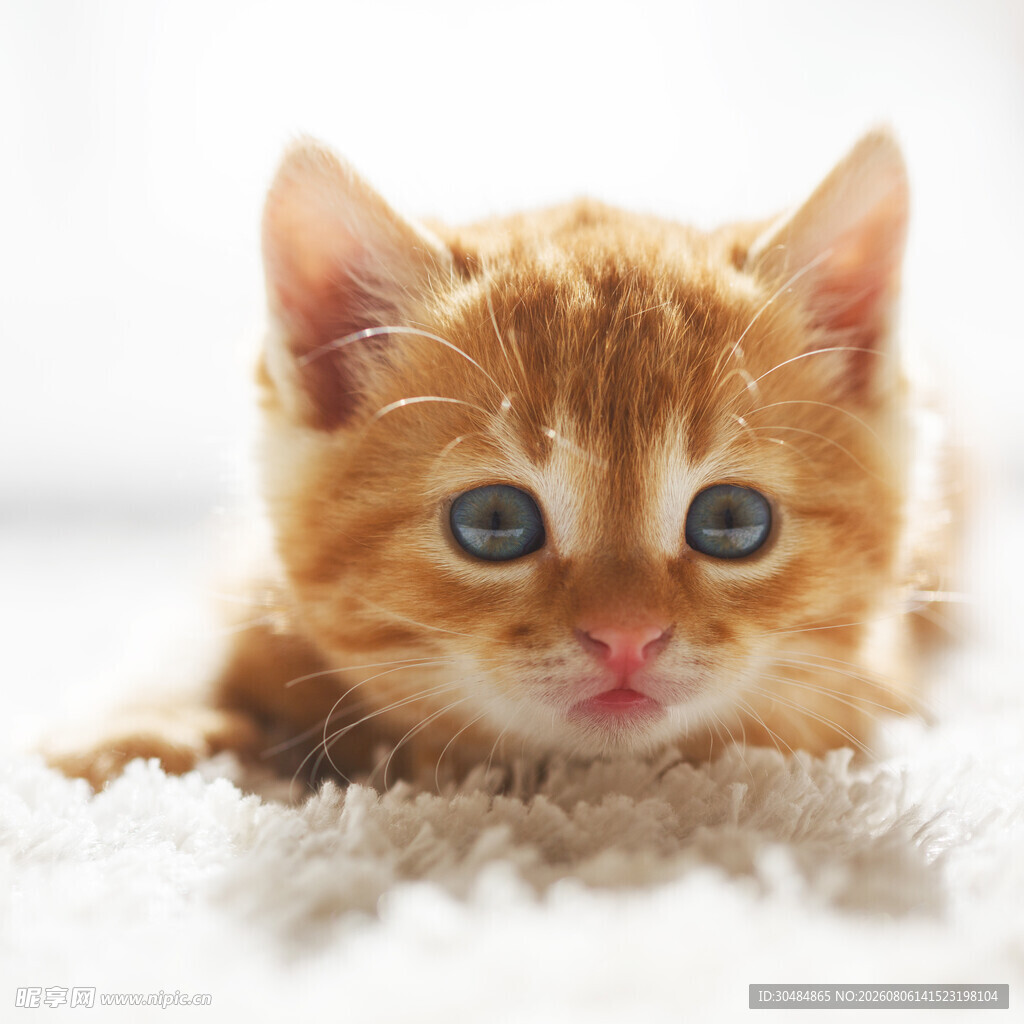 可爱小橘猫趴卧在毛毯上