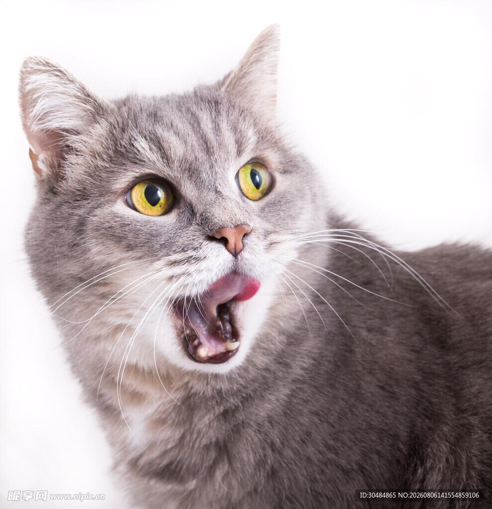 张嘴露舌的可爱灰猫