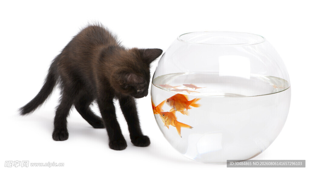 黑猫