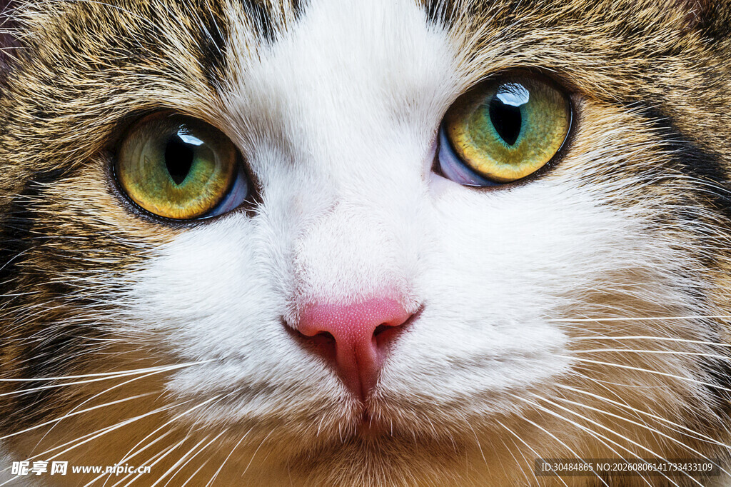 可爱猫咪特写