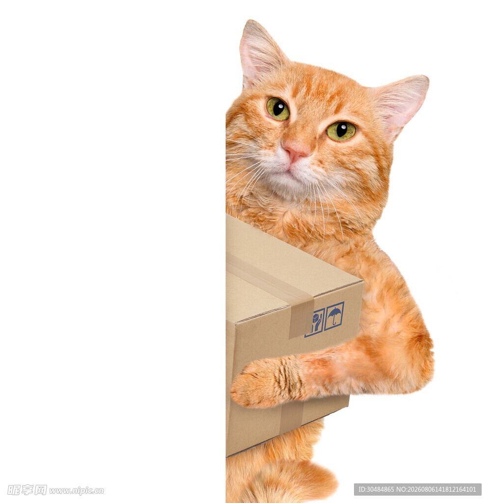 橘猫俏皮躲在纸箱后