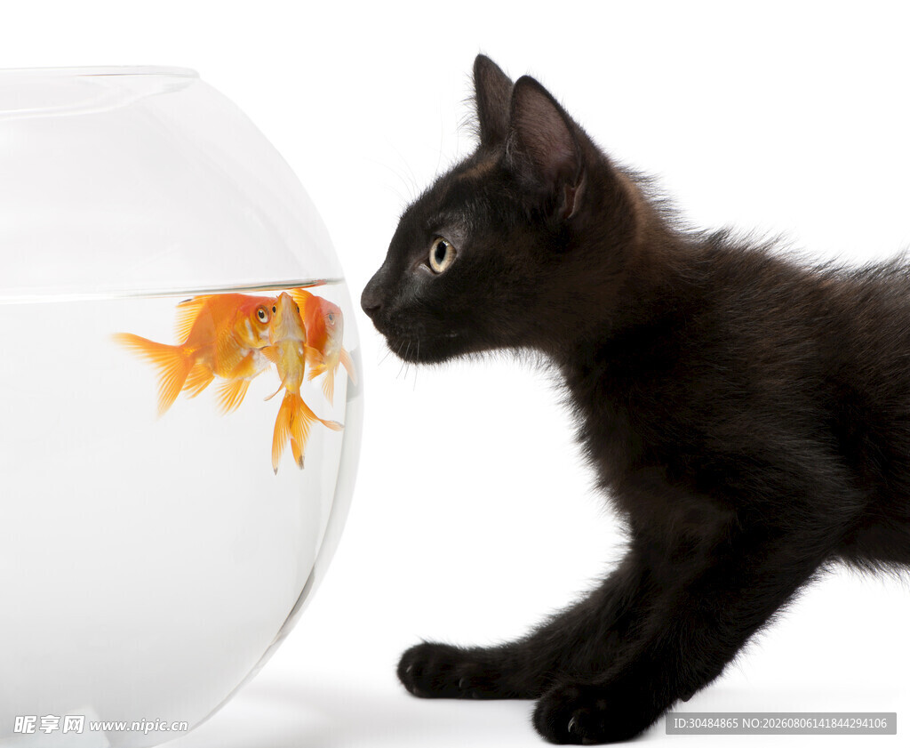 黑猫好奇望金鱼缸