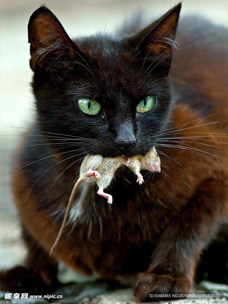 黑猫衔鼠图