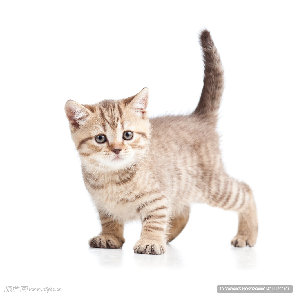 可爱小猫咪俏皮站立