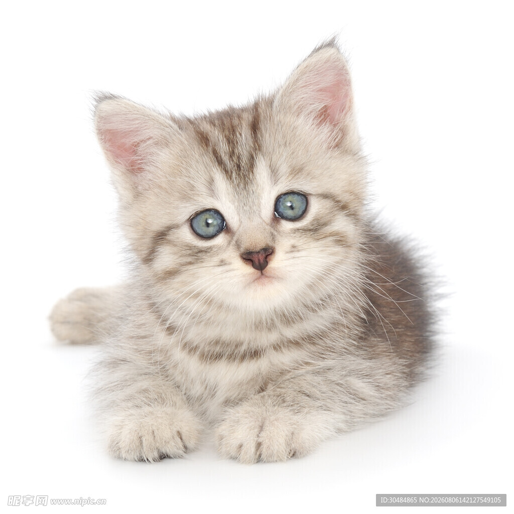 可爱小猫咪趴卧