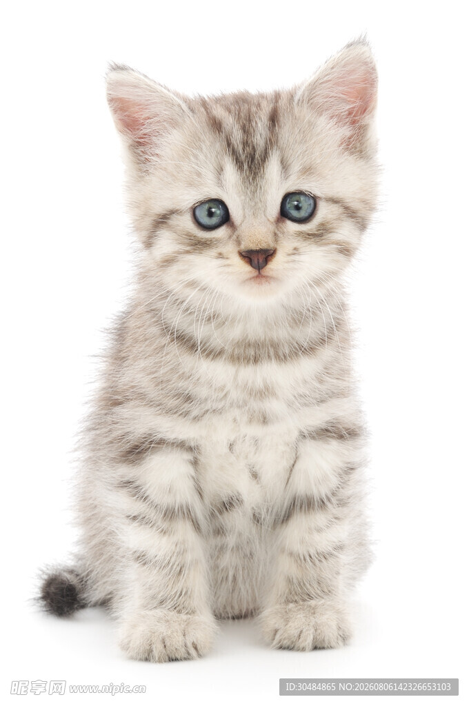 可爱小猫咪