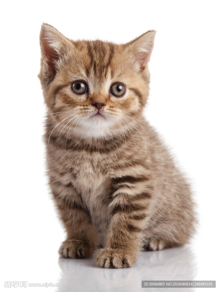 可爱小猫咪静坐