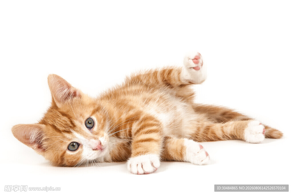 可爱橘猫躺卧
