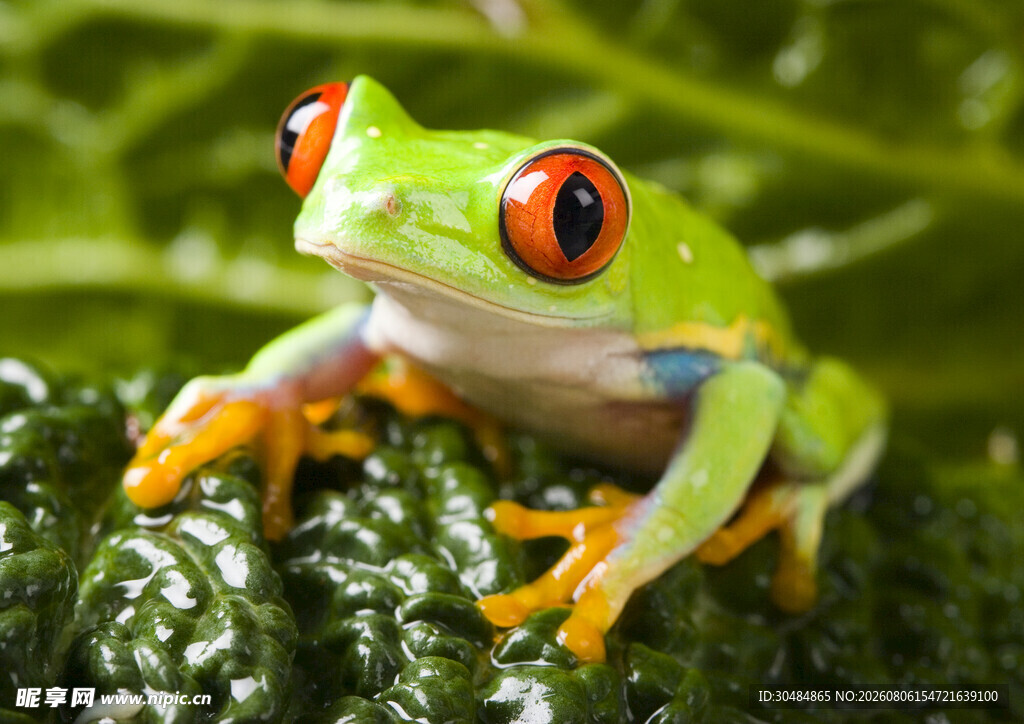 翠绿树蛙栖息绿叶间