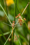 草间蜻蜓特写