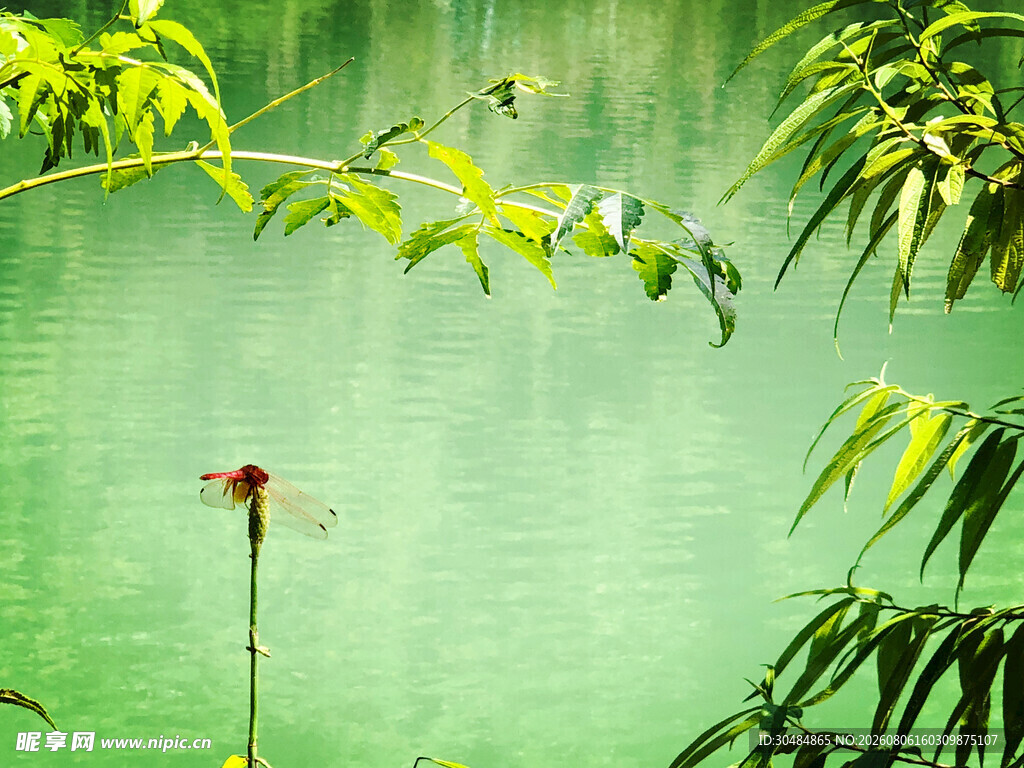绿叶间的红蜻蜓
