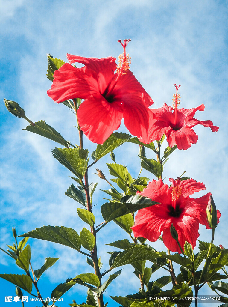 蓝天映衬下的艳丽朱槿花