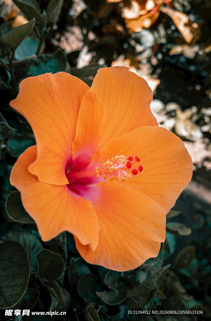 橙色木槿花特写