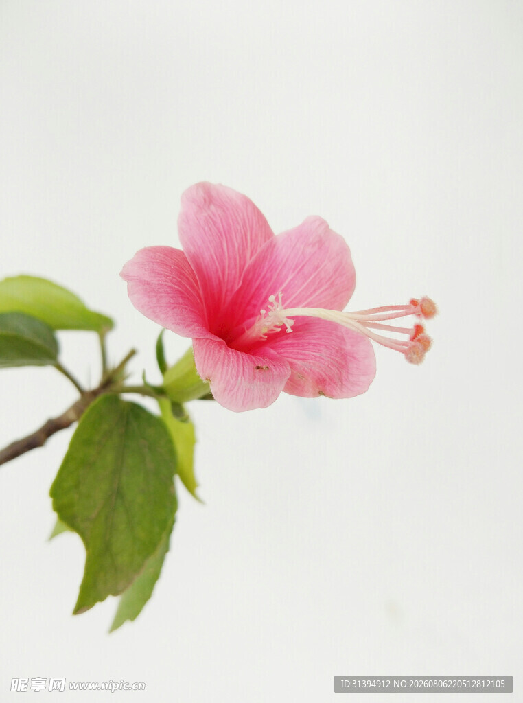 娇艳木槿花特写